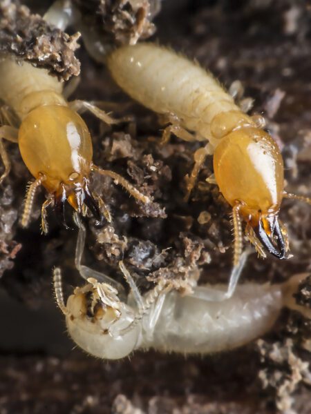 Termites or white ants