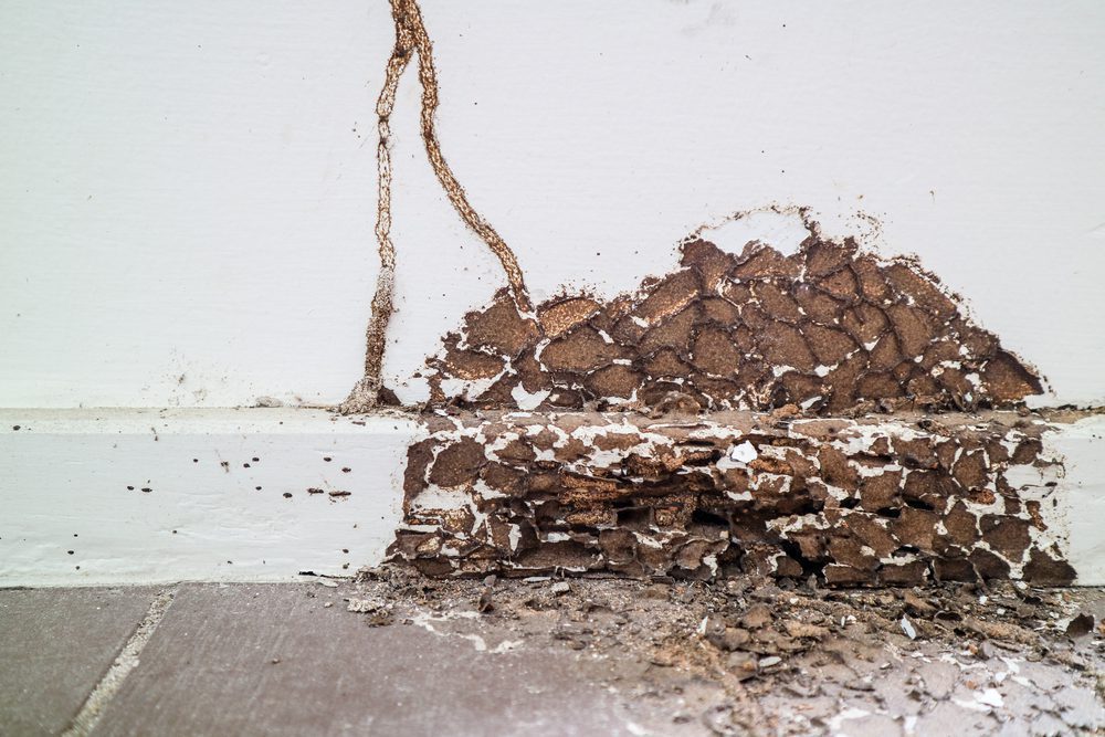 termite damage repairs brisbane sunshine coast